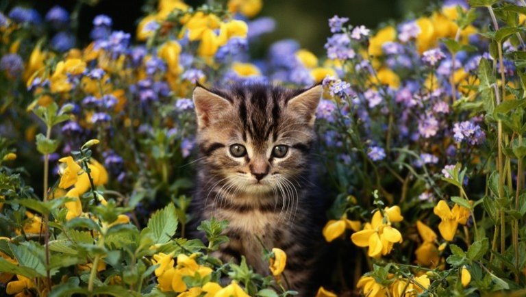 Tuti tippek macskatulajdonosoknak: így tarthatod távol kedvencedet a növényektől