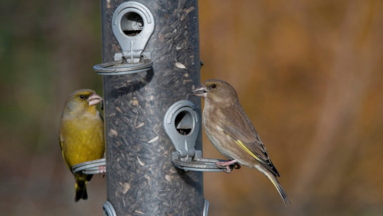 Szlovén okoseszköz lehet az év slágere: megőrülnek érte a madárrajongók