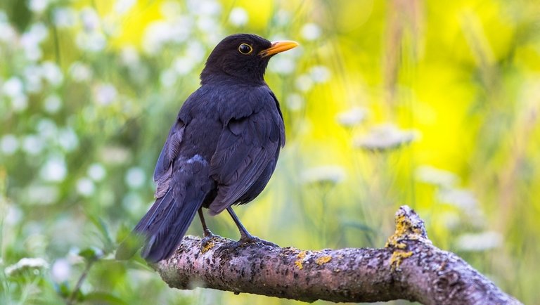 A zaj- és fényszennyezés teljesen összekuszálja a madarak szerelmi életét