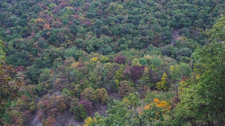 160 milliárdból fejlesztették a magyar erdőket: ennyi jutott telepítésre, fásításra