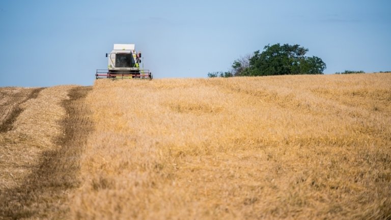 Rossz hírek érkeztek: megkezdődött az aratás, de nem örülhetnek felhőtlenül a gazdák