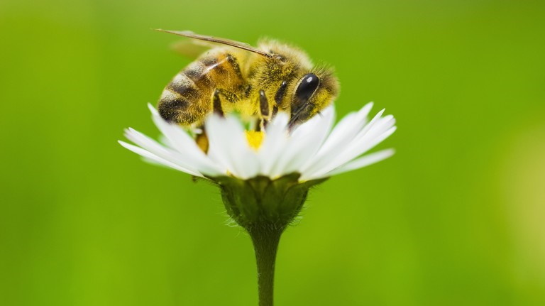 Ennek rossz vége lesz: tömegesen pusztulnak a méhek Ausztráliában, óriási a kár
