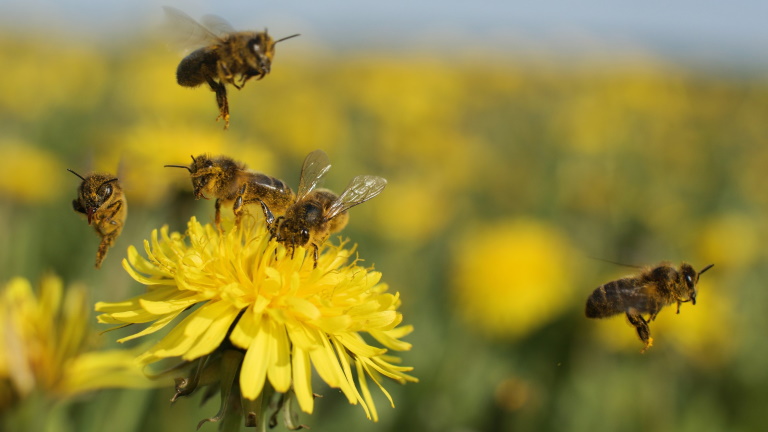 Fontos döntés születhet a méhek védelméről: így segítenék a megmaradásukat