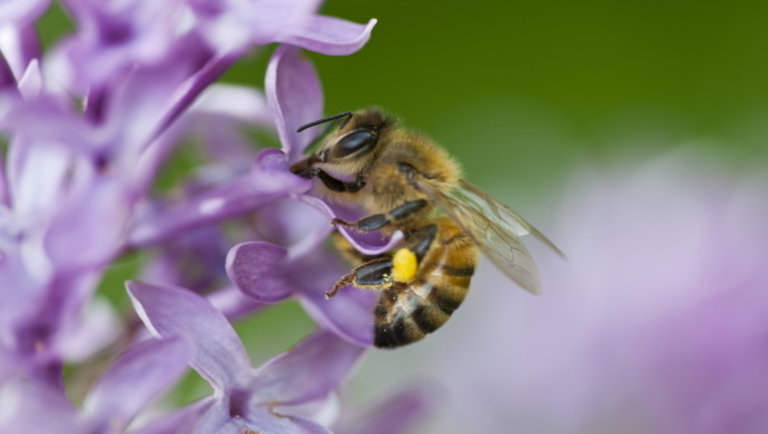 Méhészek, figyelem: új eljárásrend készült a méhek védelme érdekében