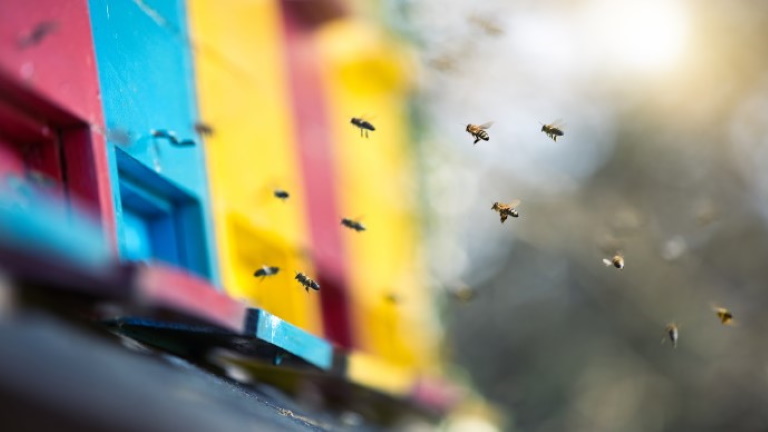 Elképesztő mértékben pusztulnak a méhek: csak ez segíthet a megmaradásukban