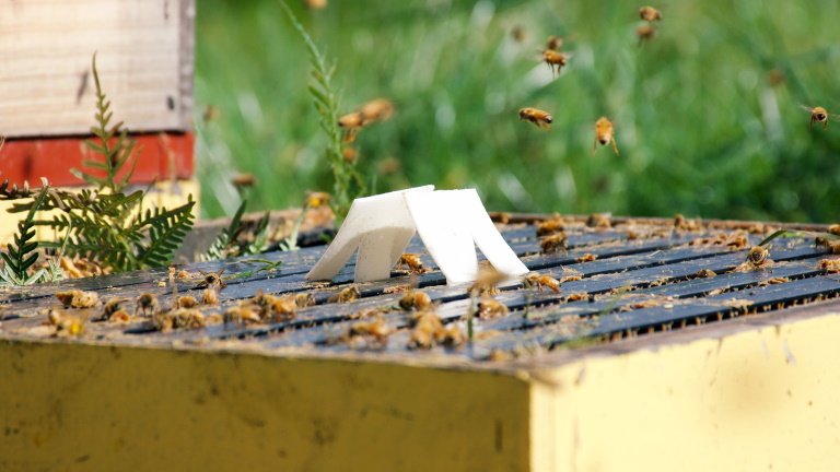 Nagy előrelépés a méhek védelmében: itt a megoldás a beporzók ádáz kártevője ellen