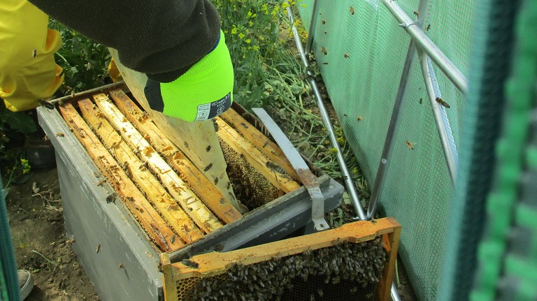Ennek nagyon rossz vége lehet: tömegével pusztulnak a méhek Magyarországon
