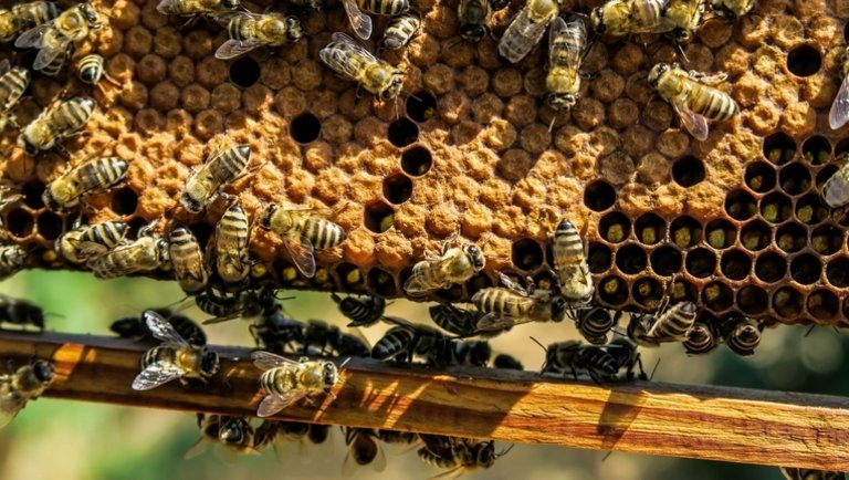Óriási veszély fenyegeti a méheket: csak így lehet megmenteni őket
