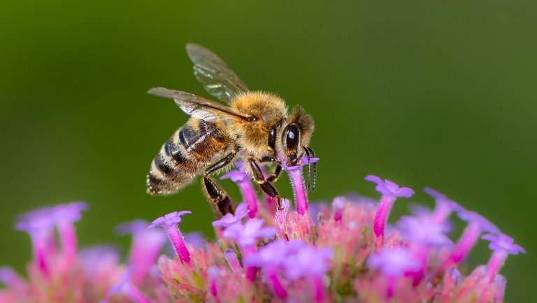 Ezért pusztulnak valójában a méhek: íme, az okok, amiket sokan észre sem vesznek