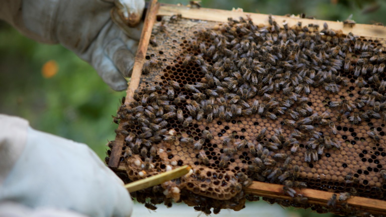 Most érkezett: 100 millióból rendeznének méhészeti kongresszust Magyarországon