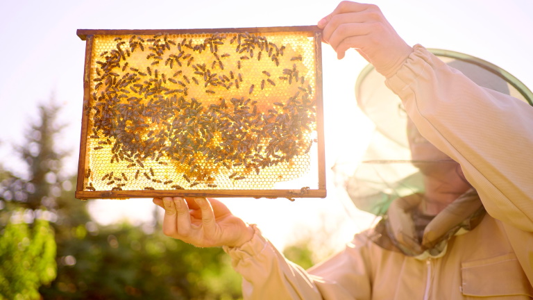 Így mentenék meg a méheket és a gazdákat: 22 ezren írták alá a kezdeményezést