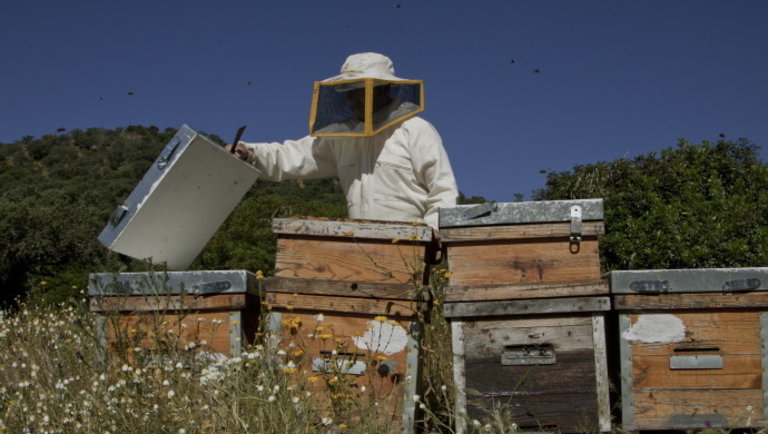 Méhészek, figyelem: hamarosan lejár egy fontos határidő