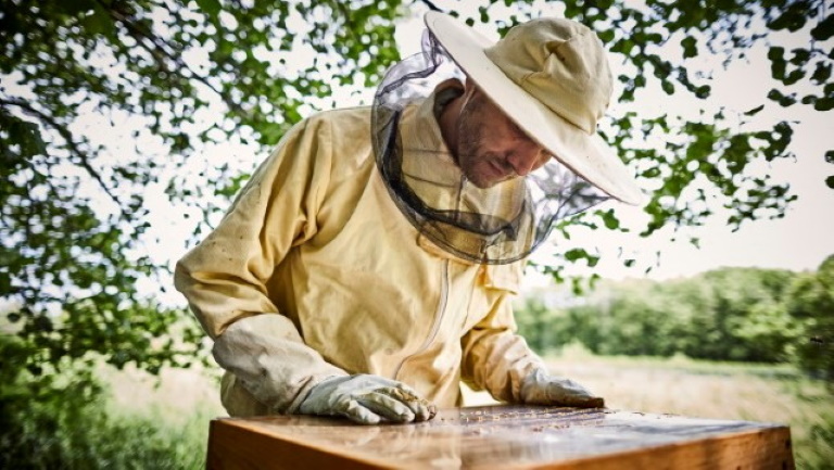 Óriási segítséget kaptak a magyar méhészek: fontos intézkedések jönnek