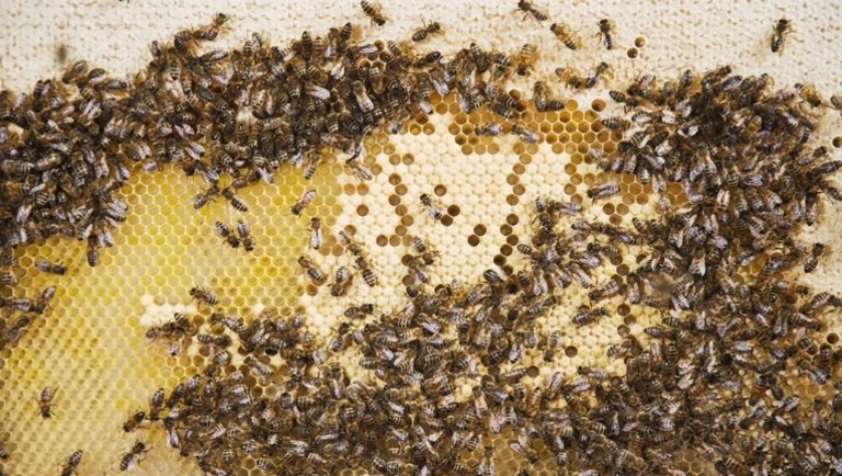 Óriási segítséget kapnak a magyar méhészek: ez nagyban megkönnyítheti a munkájukat