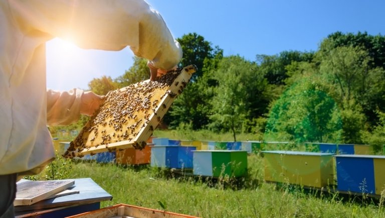 Rájár a rúd a magyar méhészekre: egyetlen dolognak örülhettek csak 2019-ben