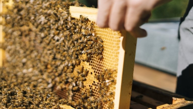 Nemcsak a koronavírus-járvány miatt kell most aggódniuk a magyar méhészeknek