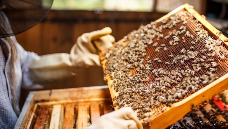 Örülhetnek a méhészek: mától lehet igényelni az új támogatást