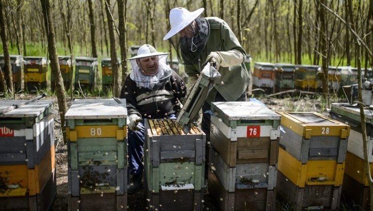 Betett az időjárás a hazai méhészeknek: alig lesz idén a magyarok kedvenc mézéből