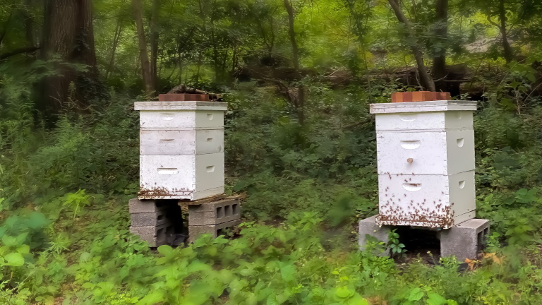 Veszélyben a magyar méhállomány: már a szakemberek is tehetetlenek