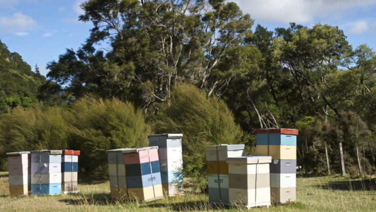 Nyugtalanok a méhészek: megint kaptártolvajok garázdálkodnak az országban