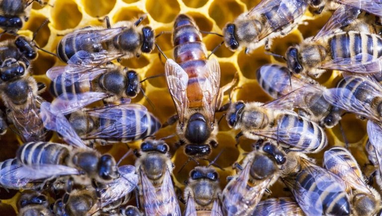 Lehullt a lepel: olyan dolog derült ki a méhekről, amit eddig senki sem tudott