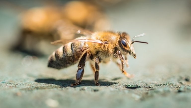 Egymillió háziméh költözött be egy európai városba: elképesztő kaptárakban élnek