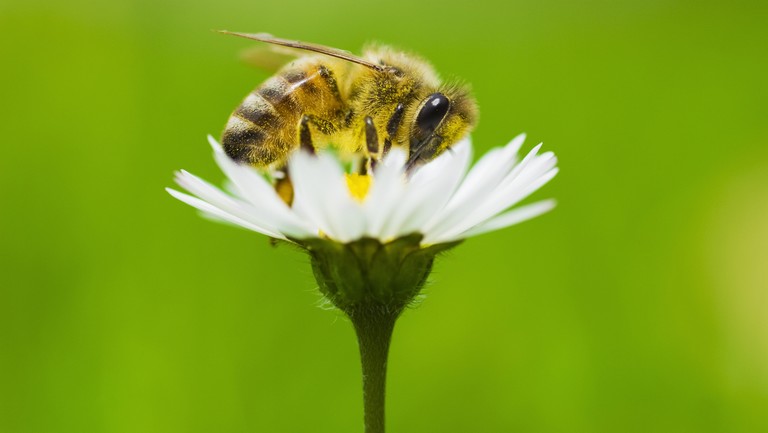 Csúnya világ jön, ha kipusztulnak a méhek: csak így lehet megmenteni őket