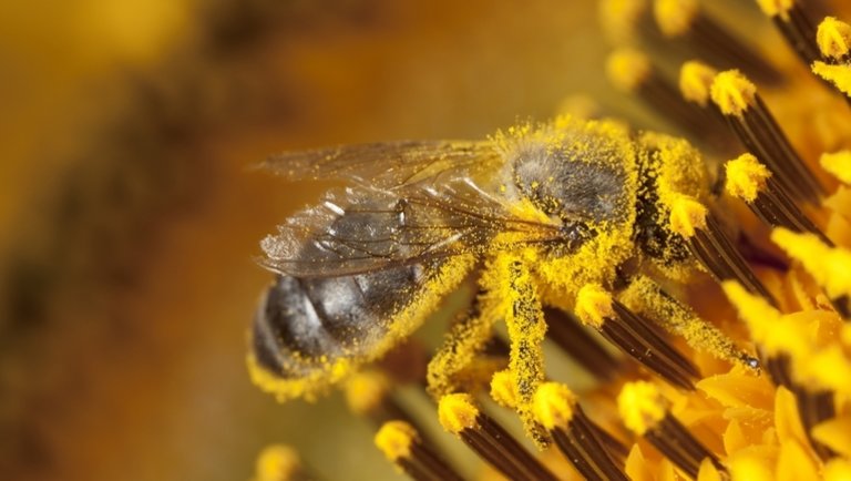 Méhészek figyelem! Fontos határidő jár le február végén