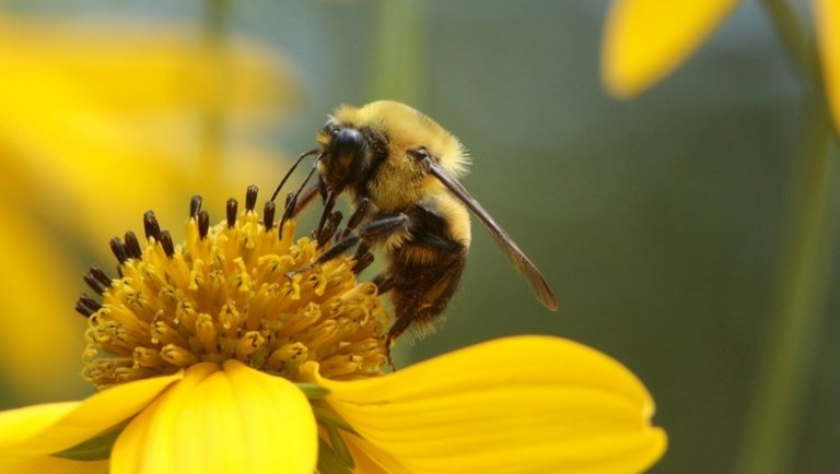 Magyar cég fejlesztése mentheti meg a méheket a pusztító fertőzéstől