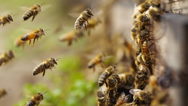 Hihetetlenül lecsökkent a méhpusztulások száma idén Magyarországon