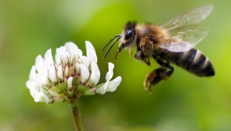 Ennek nagyon rossz vége lehet: a méhek tömeges pusztulása csak a kezdet