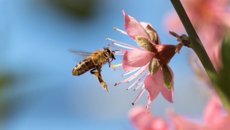 Örülhetnek a magyar méhészek: egyedülálló klímavédelmi lakossági termék indul