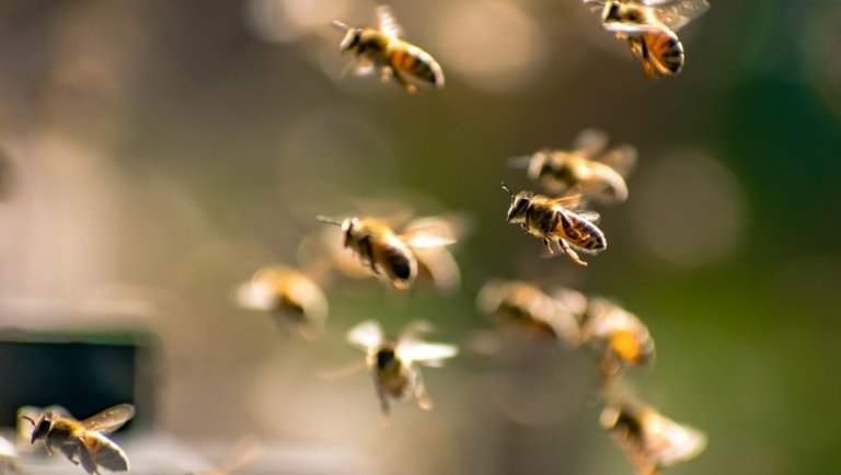 Rovarapokalipszis közeleg: megvan, mit lehet tenni a súlyos méhvész ellen
