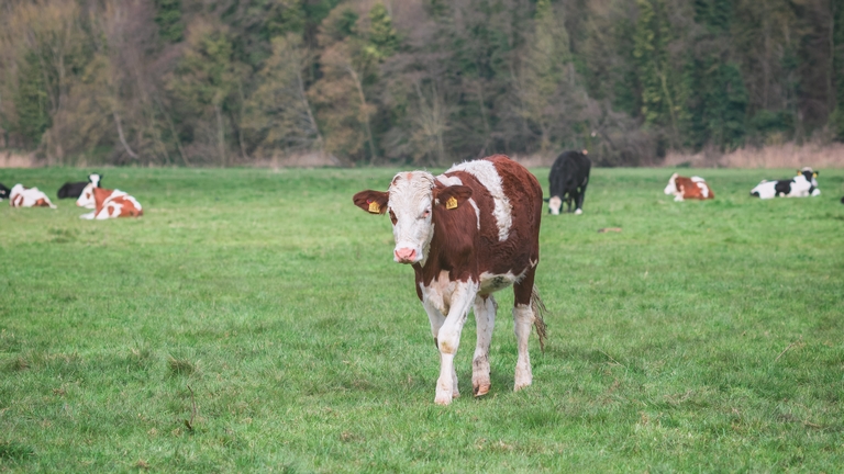 Extrém ötletek a klímaváltozás ellen: így csökkentenék a marhák metánkibocsátását
