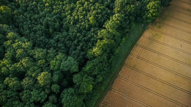 Tények és tévhitek a mezővédő fásításról: megéri a beruházás?