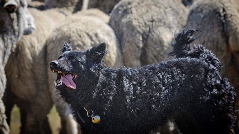 Óriási siker: őshonos magyar kutyafajtát vettek nyilvántartásba Amerikában