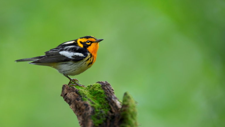Erre a tudósok se számítottak: az ózonszennyezés csökkentése a madarakat is védi 