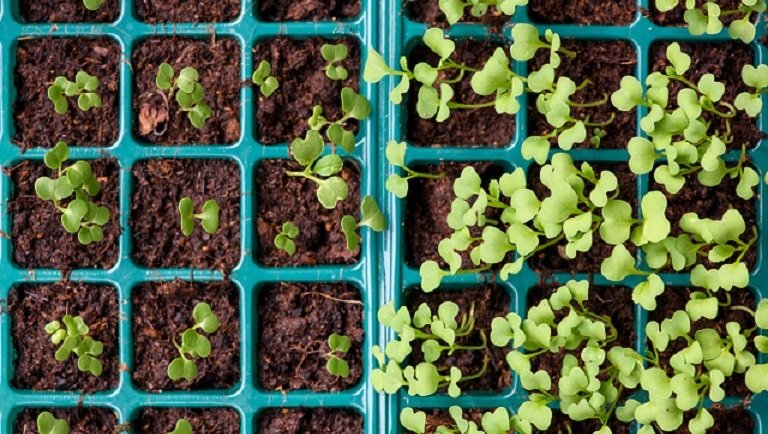 Így lehet kis helyen is sok termésed: íme az élelmes kertészek tuti trükkje