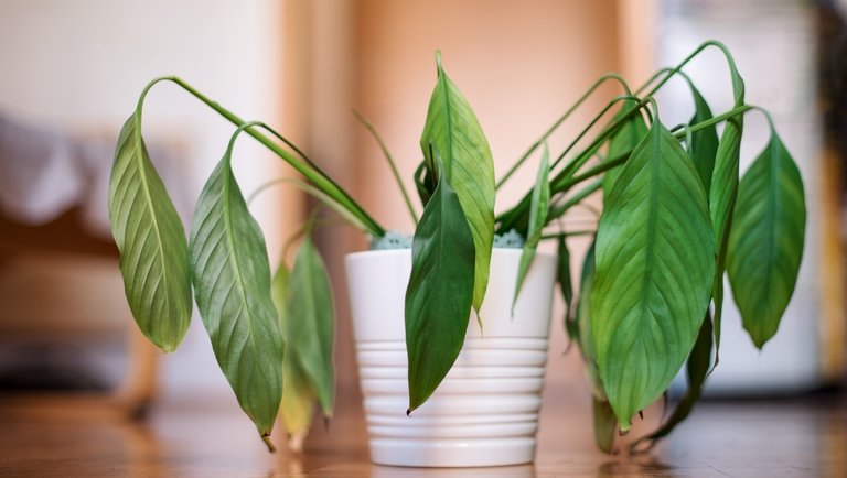 Pofonegyszerű: 6 dolog, amivel garantáltan egészségesek lesznek a szobanövényeid