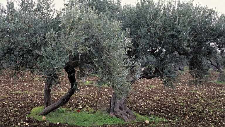 Elképesztő felfedezést tettek a kutatók az olívabogyóval kapcsolatban