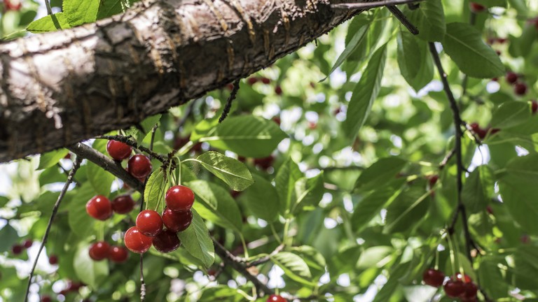 Rengeteg cseresznyefát kivágnak Olaszországban: sorra tűnnek el az ültetvények