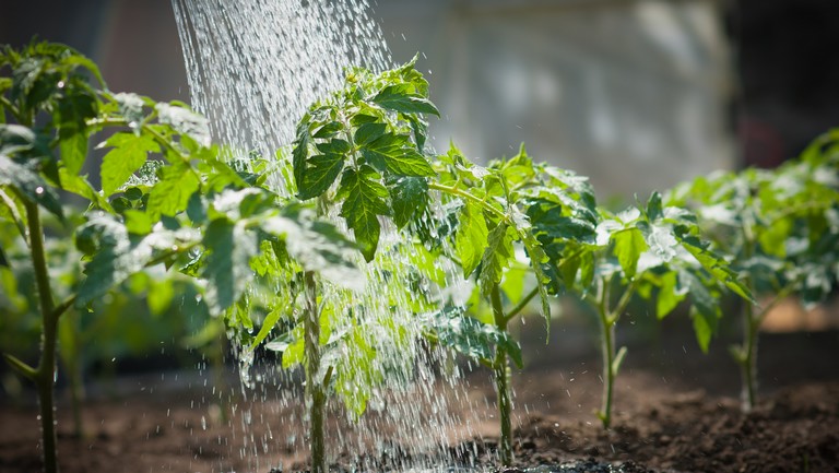Elképesztő, mivel öntöznék a növényeket az olaszok: így spórolnának a vízzel