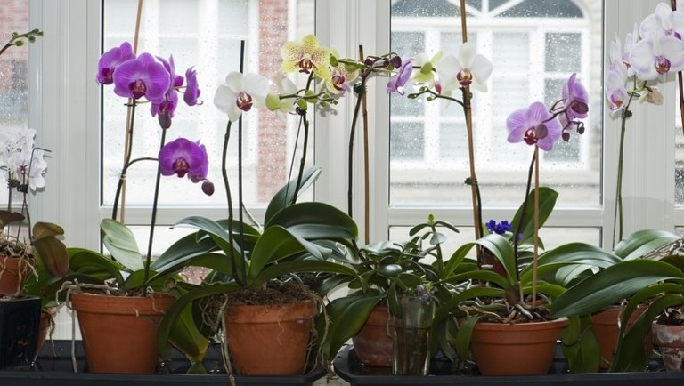 Orchideát nevelnél? Vigyázz, ezek a bakik akár a növény életébe is kerülhetnek