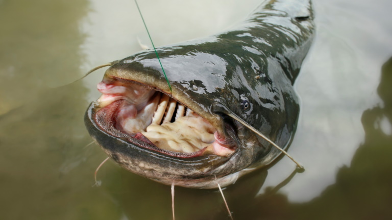 Gigantikus halszörnyet fogtak ki a Tiszából: ez lehet a folyó legnagyobb harcsája