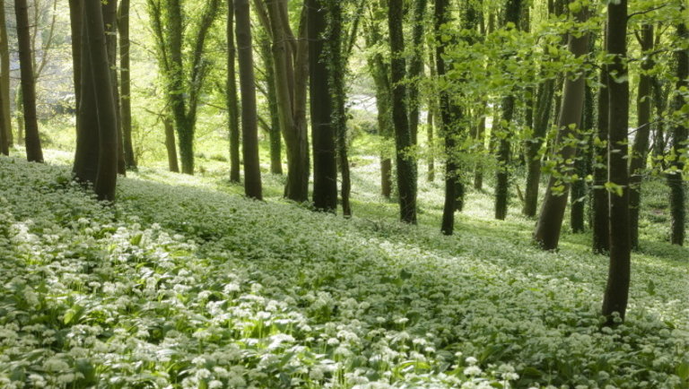 Megtudtuk: új rendeletekkel segíti az agrártárca a magyar erdők fejlődését