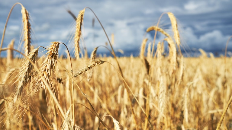 Vallottak a kereskedők: teljesen leállhat Oroszország nyugati gabonaexportja