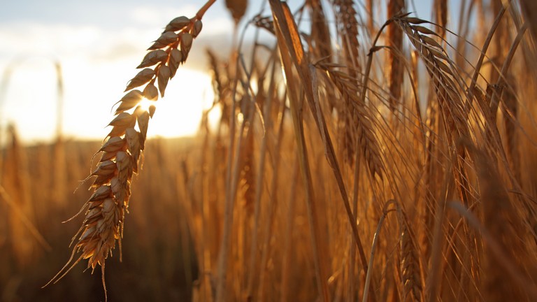 Megjöttek a friss számok: döbbenetes eredményekkel zárulhat az aratás Zala megyében