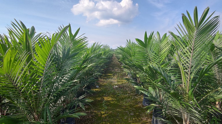 Súlyos döntést hozott Indonézia a pálmaolajról: ez rengeteg élelmiszert érinthet