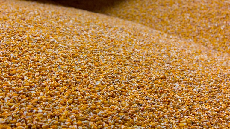 Az üzemi nyereség harmadát elvitte a dráguló gabona és energia a Panonnia Bionál