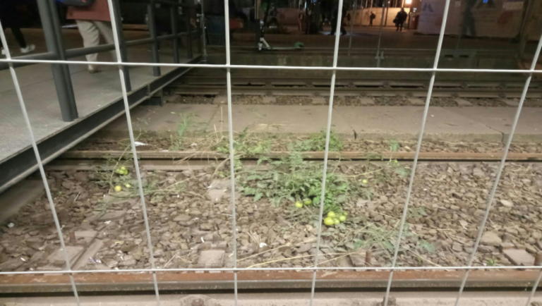 Ez durva: nem is gondolnád, milyen növényt találtak a Nyugati pályaudvarnál